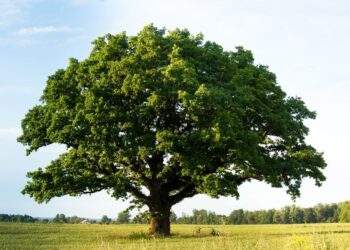 Giornata Nazionale degli Alberi, Federcaccia: “Sono un patrimonio inestimabile”