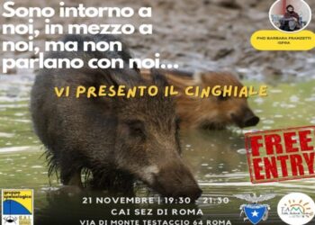 Sono intorno a noi, in mezzo a noi, ma non parlano con noi: il cinghiale