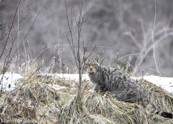 Fototrappole nel Fiorentino: individuati gatti selvatici, puzzole, moscardini e istrici