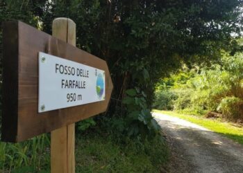 Abruzzo, funziona il piano di prelievo nella Riserva Grotta delle Farfalle: 223 cinghiali abbattuti