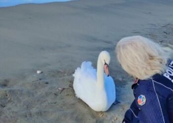 A Fiumicino i cacciatori contribuiscono al recupero di un cigno ferito