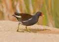 Dall’Ufficio Studi FIDC uno studio pilota mai realizzato prima sulla gallinella d’acqua