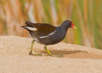Dall’Ufficio Studi FIDC uno studio pilota mai realizzato prima sulla gallinella d’acqua
