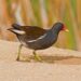 Dall’Ufficio Studi FIDC uno studio pilota mai realizzato prima sulla gallinella d’acqua