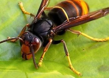Scoperto in Toscana il primo nido di vespa velutina grazie al radiotracking