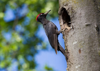 Picchi neri e tempesta Vaia: il 60% ha nidificato su piante colpite dal bostrico