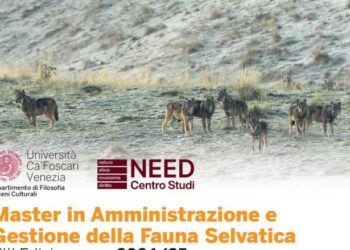 Master in Amministrazione e Gestione della Fauna Selvatica: nuovo bando per il 2024-2025