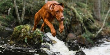 Rhodesian Ridgeback: il cane leone del Sud Africa