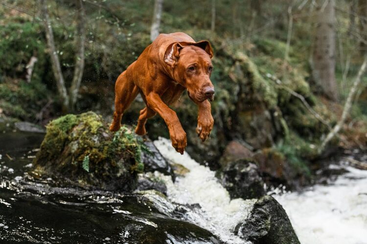 Rhodesian Ridgeback: The Lion Dog of South Africa - Caccia Passione