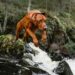 Rhodesian Ridgeback: il cane leone del Sud Africa