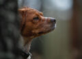 Breton: scopri l’épagneul breton, cane da caccia ideale