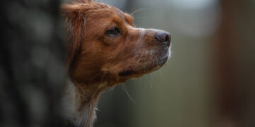 Breton: scopri l’épagneul breton, cane da caccia ideale