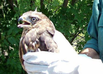 Soccorso a fauna selvatica in difficoltà, confermato affidamento ad Asl Toscana Centro