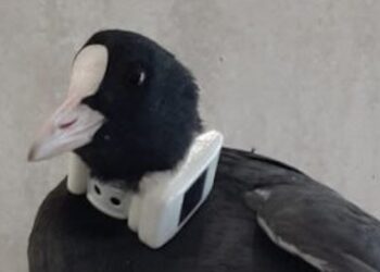 ACMA, telemetria satellitare: equipaggiate 7 folaghe in Friuli Venezia Giulia