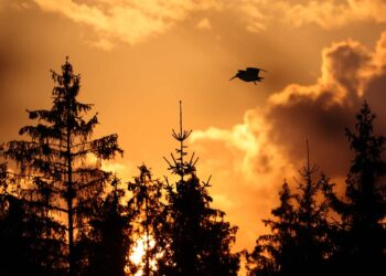 La migrazione della beccaccia in Italia: rotte, periodi, morfologia e consigli ai cacciatori