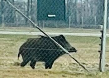 Cinghiale finisce sulla pista di atterraggio all’aeroporto di Caselle
