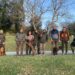 Cani da traccia in Toscana, la cinofilia come chiave per il rinnovamento