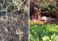 Montecosaro, i cacciatori ripuliscono le campagne dai rifiuti abbandonati