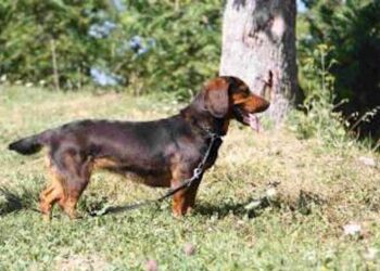 A Modena un corso di abilitazione per cane da traccia