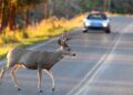 Cervo invade la strada e gli distrugge l’auto, a risarcire sarà la Regione Veneto