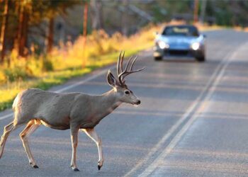 Cervo invade la strada e gli distrugge l’auto, a risarcire sarà la Regione Veneto