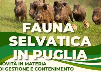 Il 20 febbraio gli Stati Generali del contrasto all’emergenza fauna selvatica in Puglia