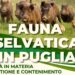 Il 20 febbraio gli Stati Generali del contrasto all’emergenza fauna selvatica in Puglia