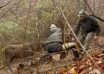 Due giovani cacciatori mettono in salvo un cervo: l’episodio in Val Trompia