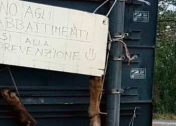 Uccise e scuoiò un lupo: allevatore condannato a 7 mesi di reclusione