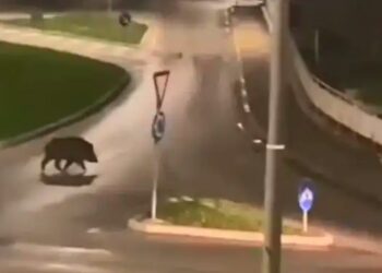 Troppi cinghiali a Campobasso, l’appello del Comune