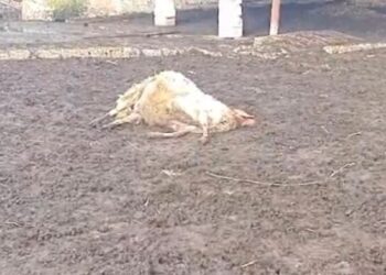 Lupi, a Brindisi mattanza di pecore in area agricola nei pressi dell’aeroporto