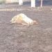 Lupi, a Brindisi mattanza di pecore in area agricola nei pressi dell’aeroporto