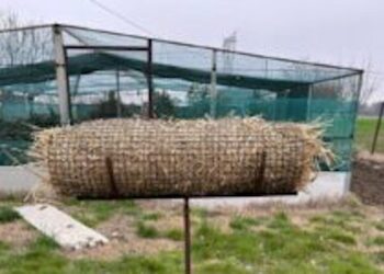 Da ACMA una guida per i nidi di germano reale