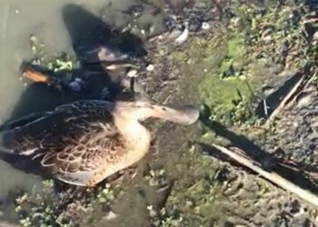 Moria di uccelli acquatici nella Valle della Canna, ne parla un articolo sulla rivista “Animals”