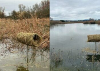 Maceratese, installati nidi artificiali per i germani reali