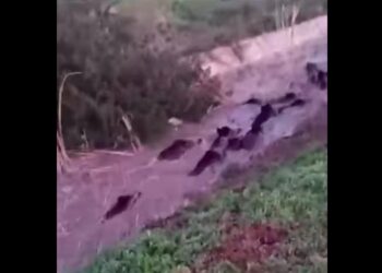 Branchi di cinghiali a mollo nei canali in Puglia: allarme della Coldiretti