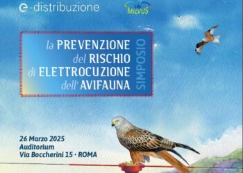 La prevenzione del rischio di elettrocuzione dell’avifauna