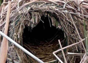 ACMA Marche, partito ufficialmente il Progetto Mallard