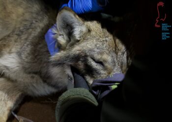 Parco dello Stelvio, catturato e radiocollarato il primo lupo nel territorio lombardo
