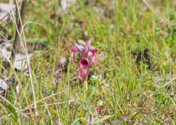 Massa Carrara, vicino al Chiaro di Bregoscia sono spuntate le orchidee grazie ai cacciatori