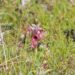 Massa Carrara, vicino al Chiaro di Bregoscia sono spuntate le orchidee grazie ai cacciatori