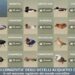ACMA: “Lo sai quanti anni possono avere gli uccelli acquatici?”