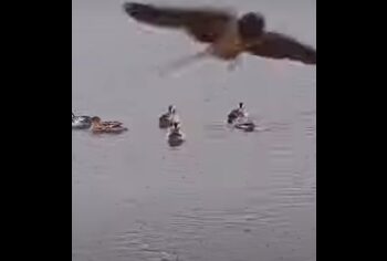 Gli appostamenti dei cacciatori: tesori ecologici per la biodiversità