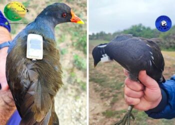 Il nuovo progetto dell’ACMA ha come protagonista la gallinella
