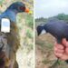 Il nuovo progetto dell’ACMA ha come protagonista la gallinella