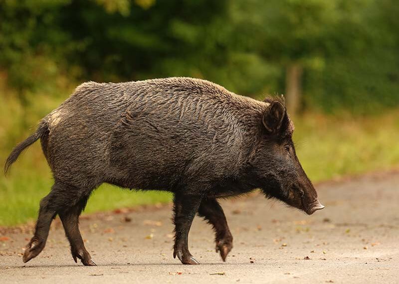 Isola d’Elba, i cinghiali tornano a preoccupare dopo l’ultimo incidente mortale