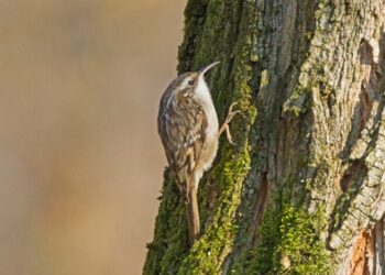 Gli uccelli si adattano all’urbanizzazione dei territori, lo rivela uno studio