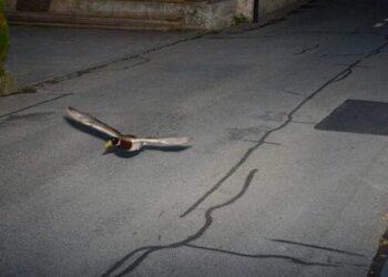 Germano reale supera i limiti di velocità: immortalato dall’autovelox