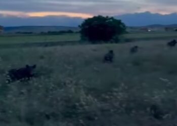 Quasi 100 ungulati assediano agriturismo ad Altamura: è allarme rosso