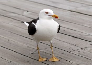 La proposta di Camillo Langone: “Liberalizziamo la caccia ai gabbiani”